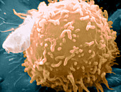 Lymphocyte