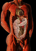 Thoracic and Abdominal Nerves