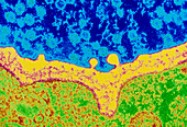 Coloured TEM of synapse of nerve