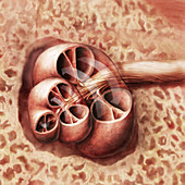 Cochlea and Vestibulococlear Nerve