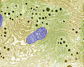 Endoplasmic Reticulum