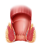 Normal Rectum