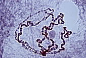 Polytene Chromosomes