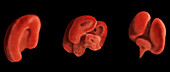 Embryonic Brain Segments