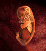 8 week foetus respiratory system