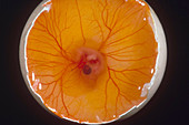 Chick Embryo After 5 Days