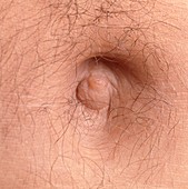 Close-up of the navel (belly button) of a man