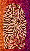Computer enhanced view of a fingerprint