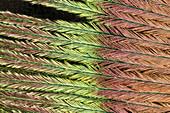 Peacock Feather