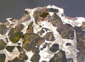 Stony iron meteorite