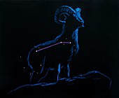 Artwork of the zodiacal constellation Aries