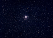 Procyon in Canis Minor