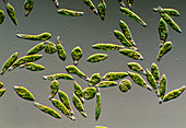 LM of Euglena gracilis protozoan algae