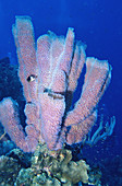 Iridescent Tube Sponge