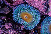 Blue sea anemone