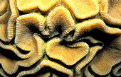 Macro showing symmetry of brain coral