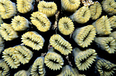 Elliptical Star Coral Polyps