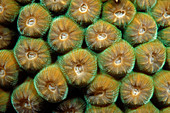 Cavernous star coral