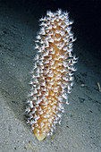 Sea Pen