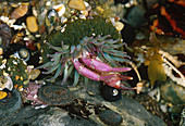 Green Anemone engulfing crab prey