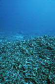 Dynamited Coral Reef