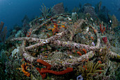 Endangered Coral Reef