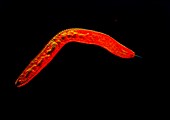 LM of a root-piercing nematode worm