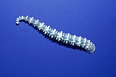 Marine parasitic worm (Pontobdella sp.)