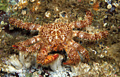 Red Fur Crab,Vancouver Island