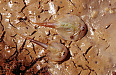 Shield Shrimp