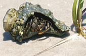 Hermit Crab,Florida