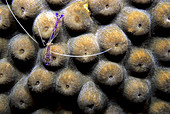 Pederson cleaner shrimp on star coral