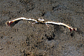 Elbow Crab (Parthenope sp.)
