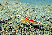 Scarlet-Striped Cleaning Shrimp