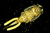 Tiny Marine Crustacean (Argulus)