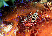 Colemans shrimp and venomous urchin