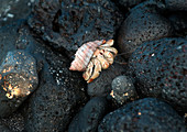Galapagos Hermit Crab