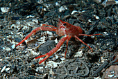 Galatheid Crab