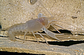 Orange Lake Cave Crayfish