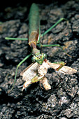 Mantis Eating Moth