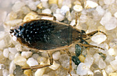 Water Bug With Eggs on Back