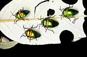 Jewel Bugs