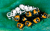 Harlequin bug nymphs