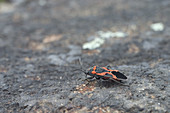 Small Eastern Milkweed Bug