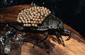 Waterbug with Eggs