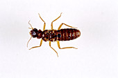 Termite (worker)