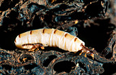 Termite queen