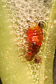 Spittlebug larva