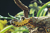 Lanternfly mimicking alligator