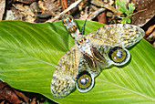 Lantern Fly (Fulgora lanternaria)